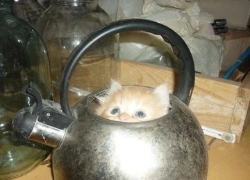 Еви