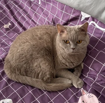 Лина